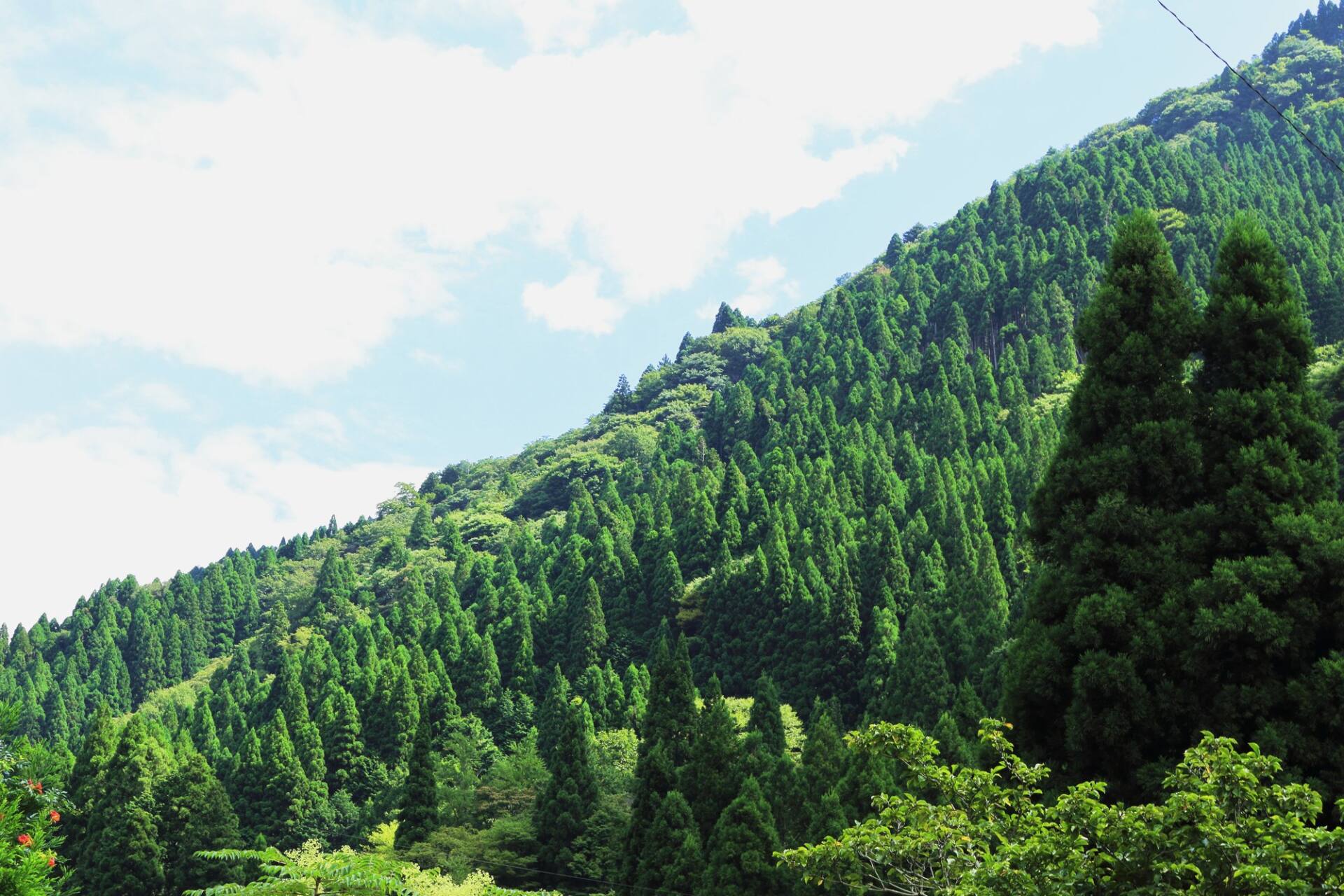 葛川の山の風景